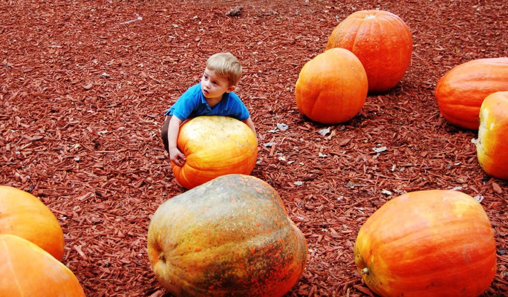 Selecting a pumpkin at Burt's Pumpkin Farm | atlantaandbeyond.com