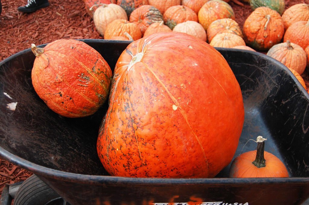 Selecting pumpkins at Burt's Pumpkin Farm | atlantaandbeyond.com