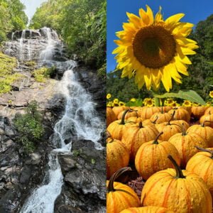 Fall Day Trip to North Georgia: Sunflowers, Pumpkins & Waterfalls | atlantaandbeyond.com