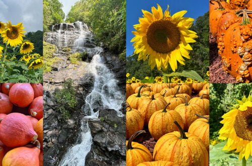 Fall Day Trip to North Georgia: Sunflowers, Pumpkins & Waterfalls | atlantaandbeyond.com