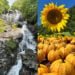 Fall Day Trip to North Georgia: Sunflowers, Pumpkins & Waterfalls | atlantaandbeyond.com