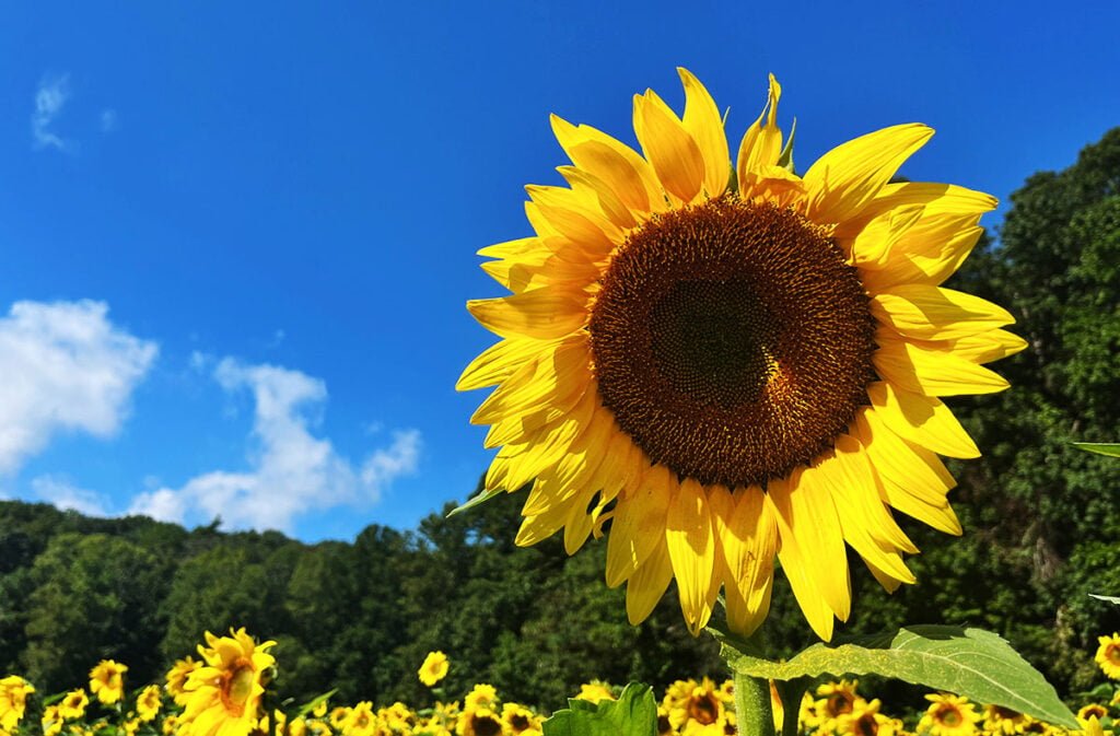 Sunflower at Fausett Farms in North Georgia | atlantaandbeyond.com
