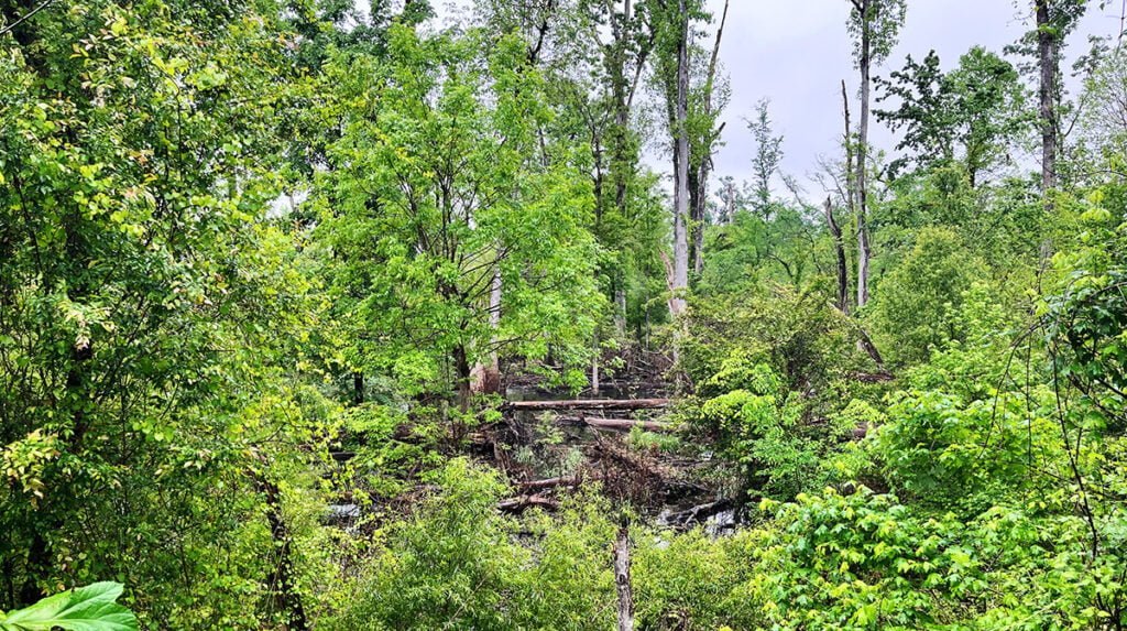 The Chipola River at Florida Caverns State Park | atlantaandbeyond.com
