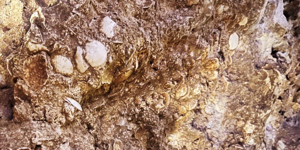 Shells on the ceiling of the cave at Florida Caverns State Park | atlantaandbeyond.com