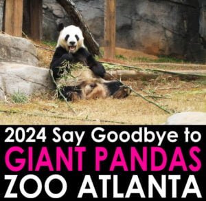 Say Goodbye to Atlanta's Panda family before they depart for China in October 2024 | atlantaandbeyond.com