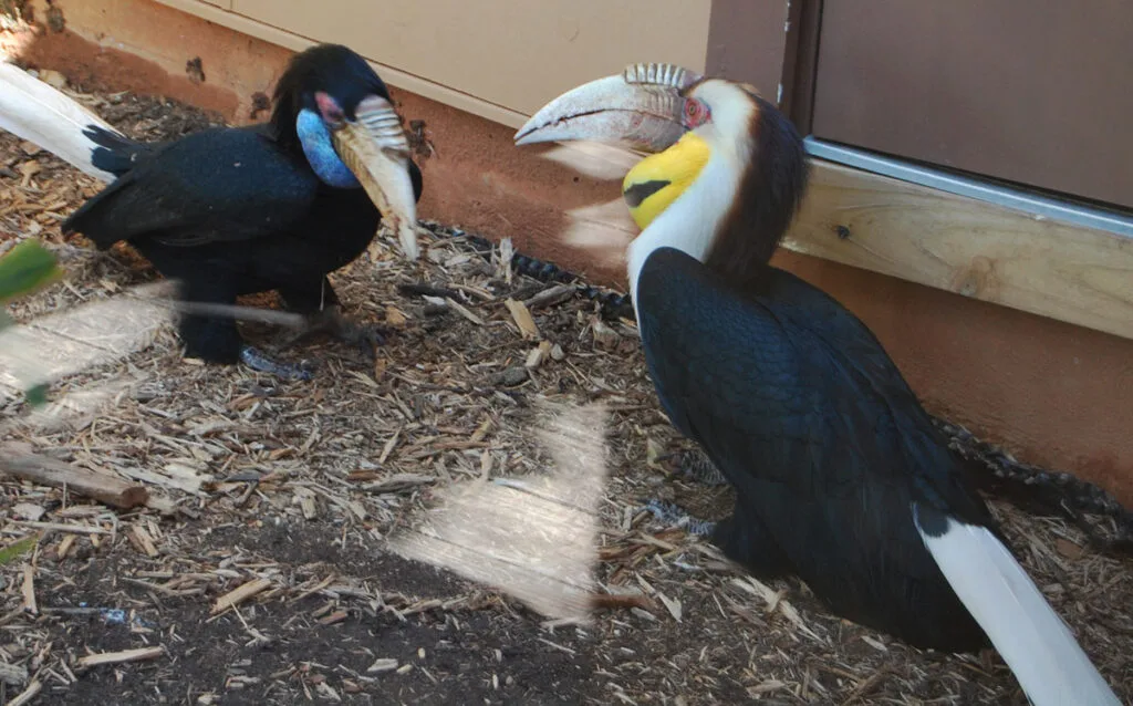 Wrinkled Hornbills at Zoo Atlanta | atlantaandbeyond.com