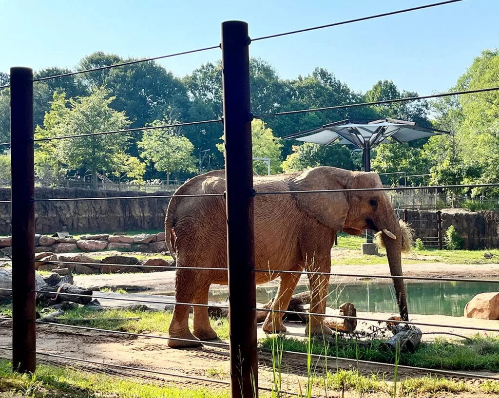 Elephant on Zoo Atlanta's African Savanna | atlantaandbeyond.com