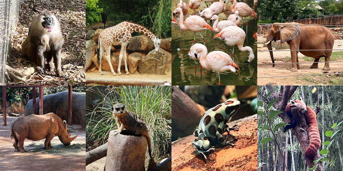 Inside Zoo Atlanta: Local Guide & Insider Tips | atlantaandbeyond.com