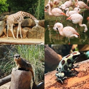 Inside Zoo Atlanta: Local Guide & Insider Tips | atlantaandbeyond.com