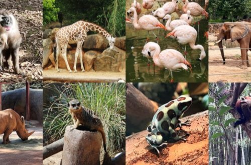 Inside Zoo Atlanta: Local Guide & Insider Tips | atlantaandbeyond.com