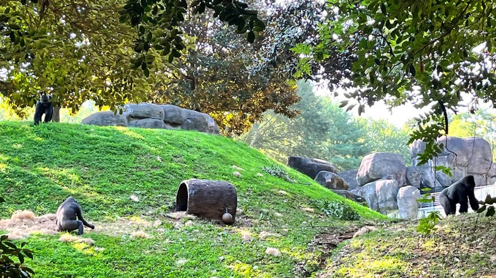 Silverback Western Lowland Gorillas | atlantaandbeyond.com