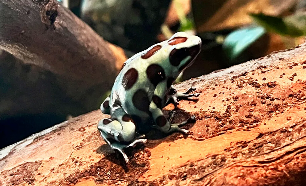 Green and Black Poison Frog | atlantaandbeyond.com