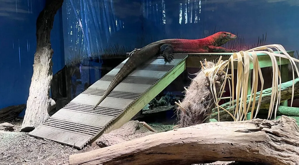 Komodo Dragon | atlantaandbeyond.com