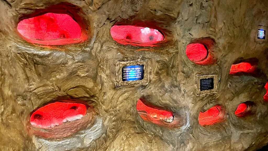 The Naked Mole Rats Habitat at Zoo Atlanta | atlantaandbeyond.com