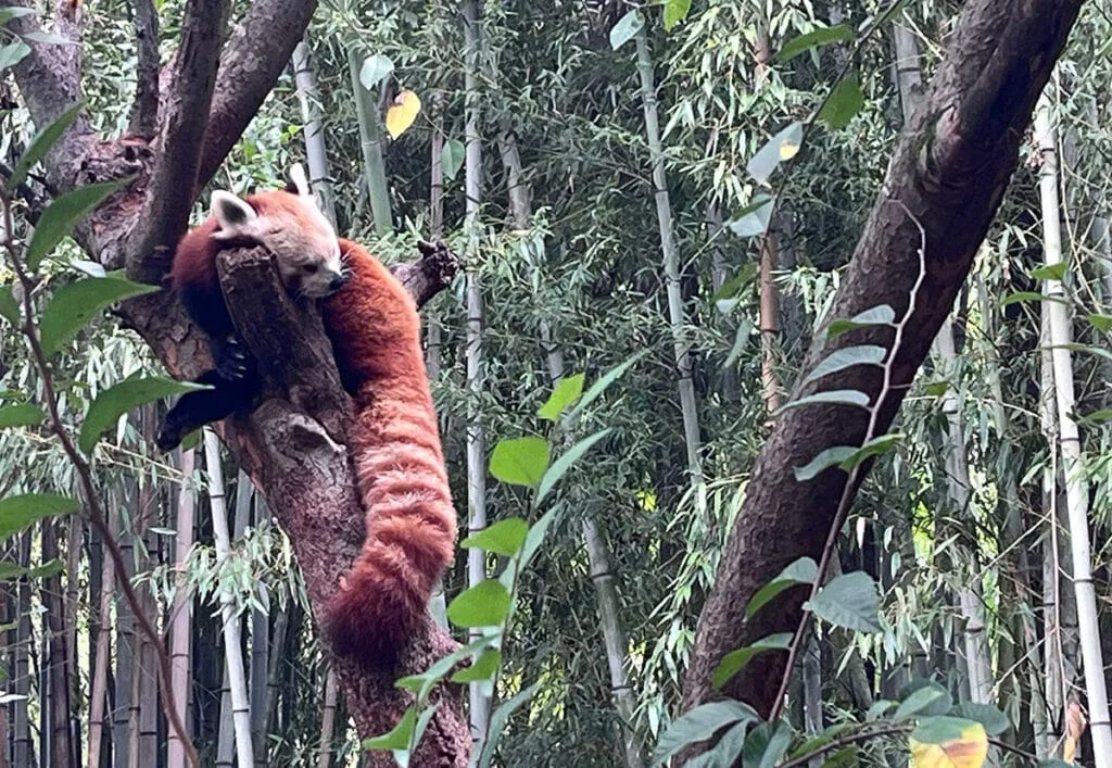 The Red Panda | atlantaandbeyond.com