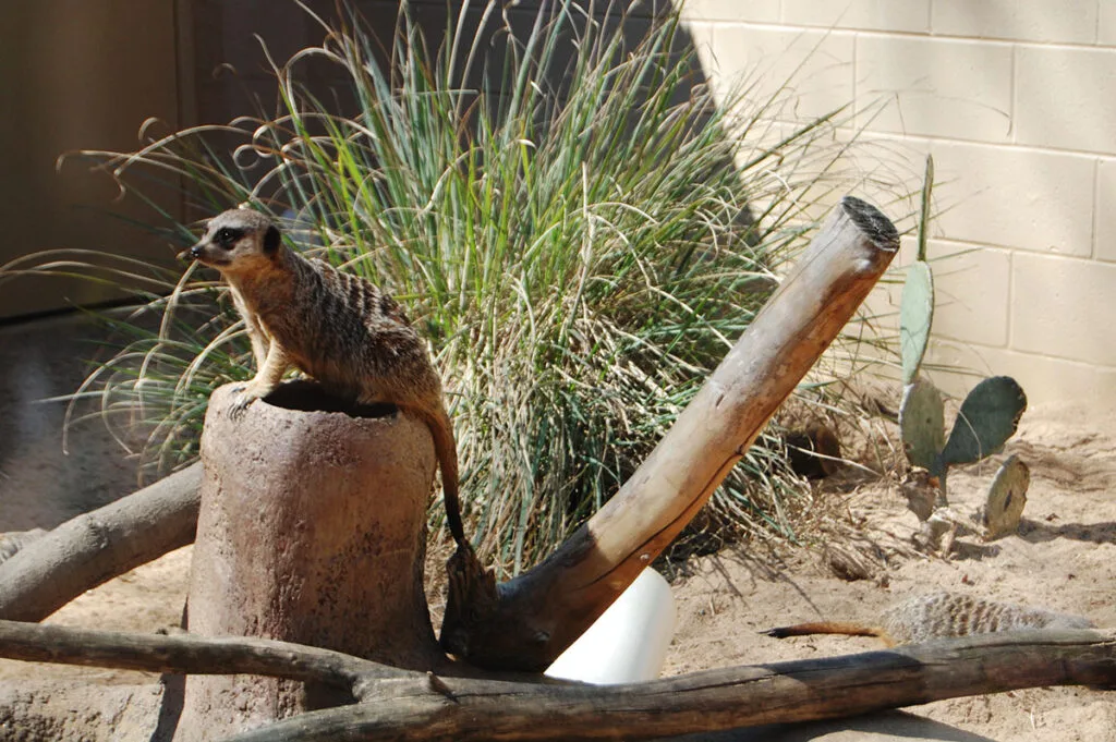 Slender-Tailed Meerkats | atlantaandbeyond.com