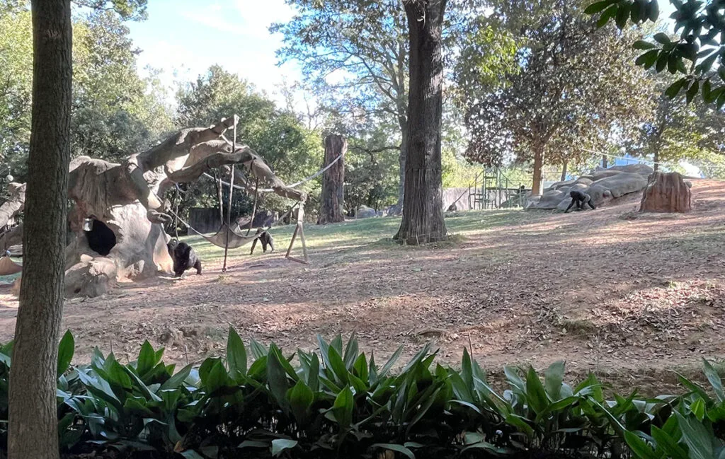 Western Lowland Gorillas | atlantaandbeyond.com