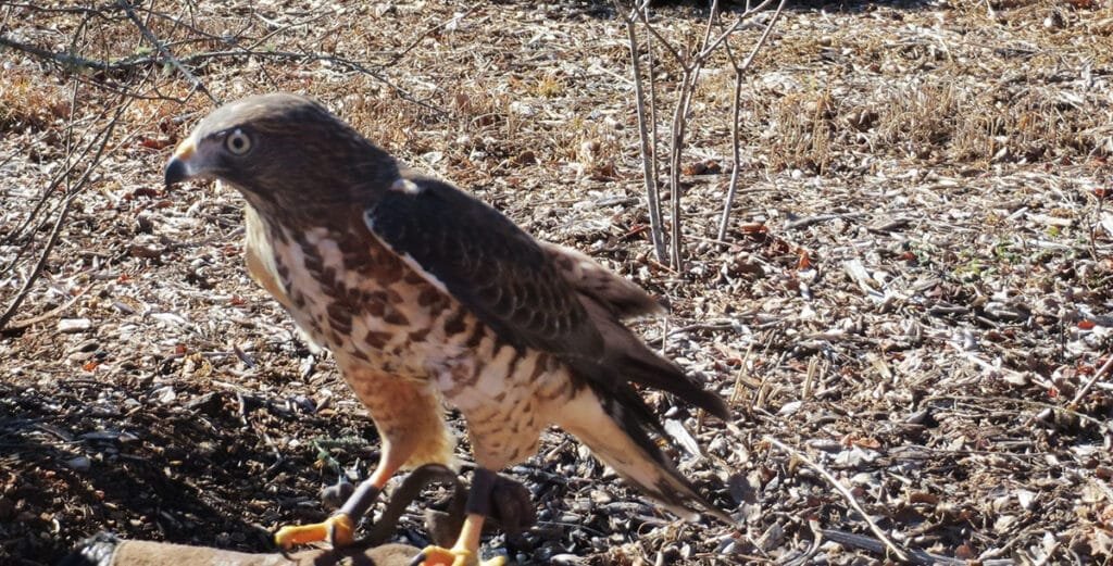 Explore wildlife at the Chattahoochee Nature Center for More Fun Things to do in Atlanta with Little Kids | atlantaandbeyond.com