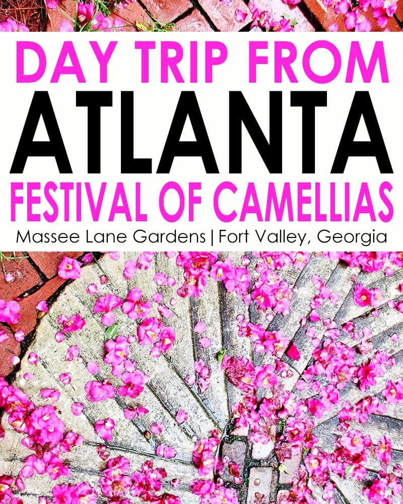 Winter Day Trip from Atlanta: Massee Lane Garden's February Festival of Camellias | atlantaandbeyond.com