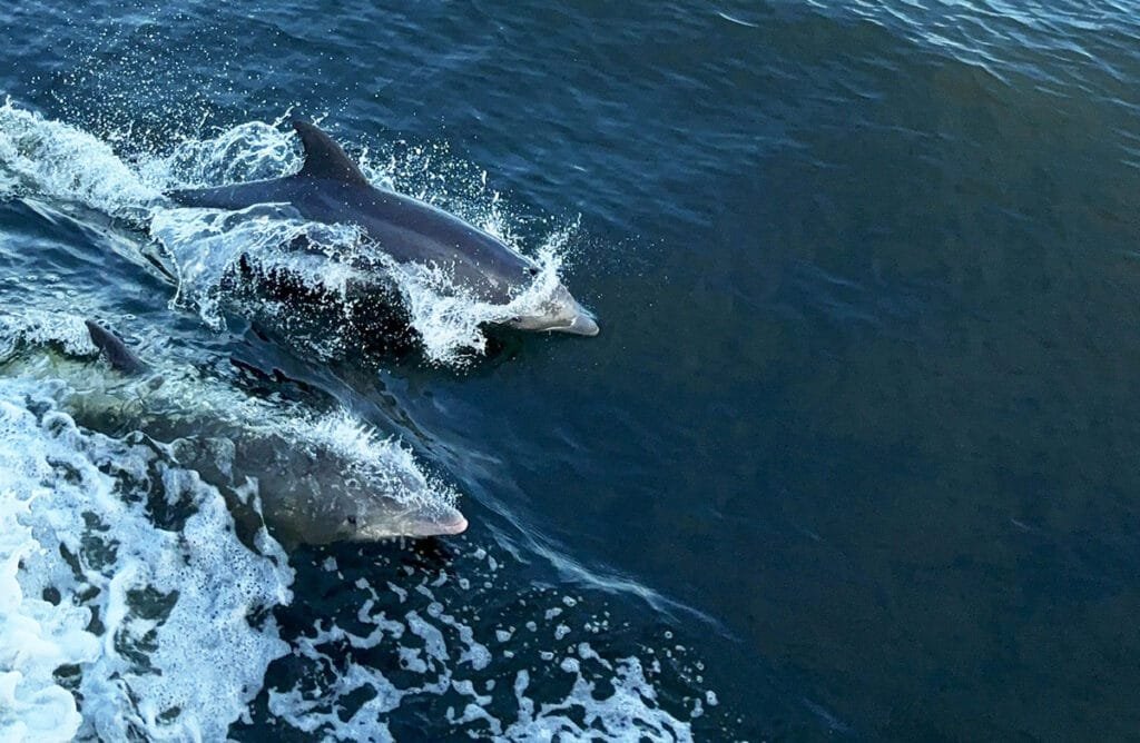 Sunset Dolphin Cruise in Orange Beach | atlantaandbeyond.com