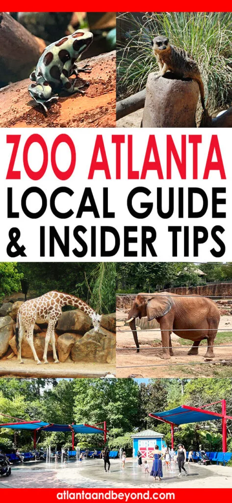 Zoo Atlanta: a local guide with insider tips | atlantaandbeyond.com