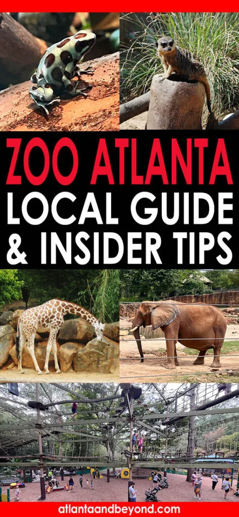Zoo Atlanta: a local guide with insider tips | atlantaandbeyond.com