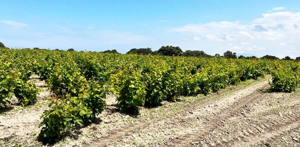 Marsala wine grapes on the Sicilian island of San Pantaleo | atlantaandbeyond.com