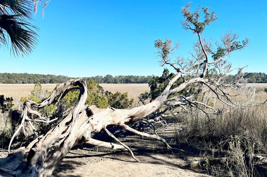The Salt Marsh at Wormsloe State Historic Site | atlantaandbeyond.com