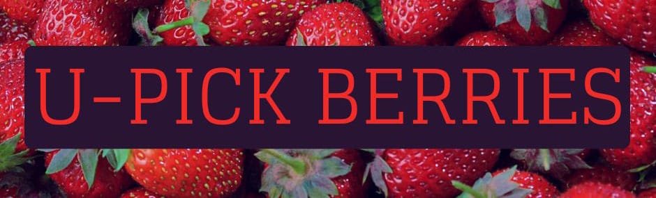 U-Pick Berries in the Atlanta Metro Area | atlantaandbeyond.com