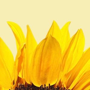 Things to do in the Atlanta metro area in August | atlantaandbeyond.com