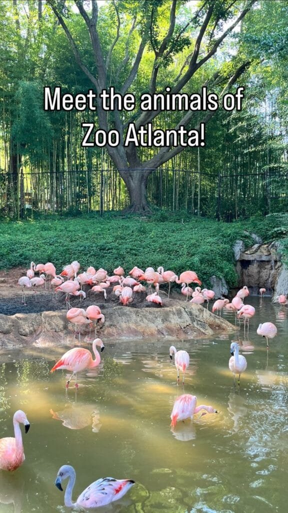A Guide to Zoo Atlanta | atlantaandbeyond.com
