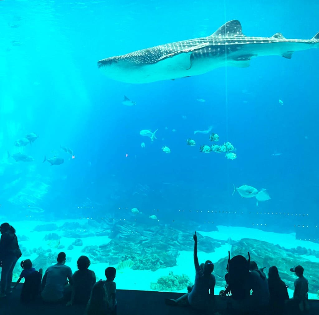 The Georgia Aquarium in Atlanta | atlantandbeyond.com