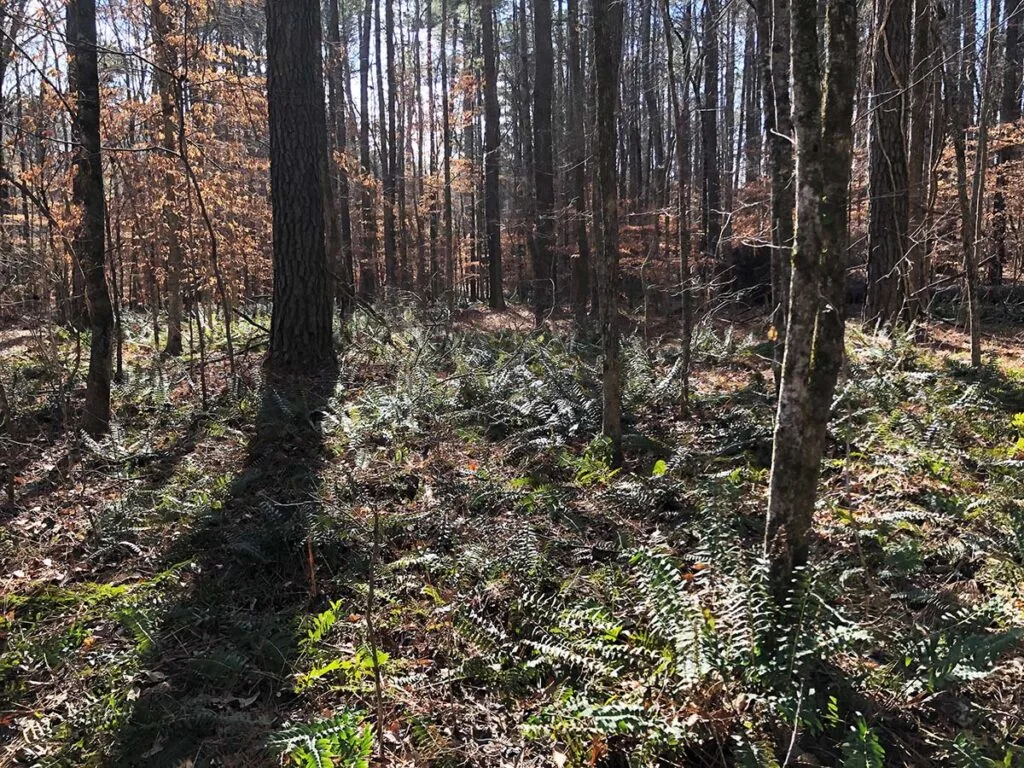 Ferns growing in the terraced area for farming | atlantaandbeyond.com
