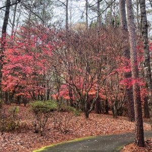Stroll the Callaway Brothers Azalea Bowl with the free day pass that comes with your Fantasy in Lights ticket | atlantaandbeyond.com