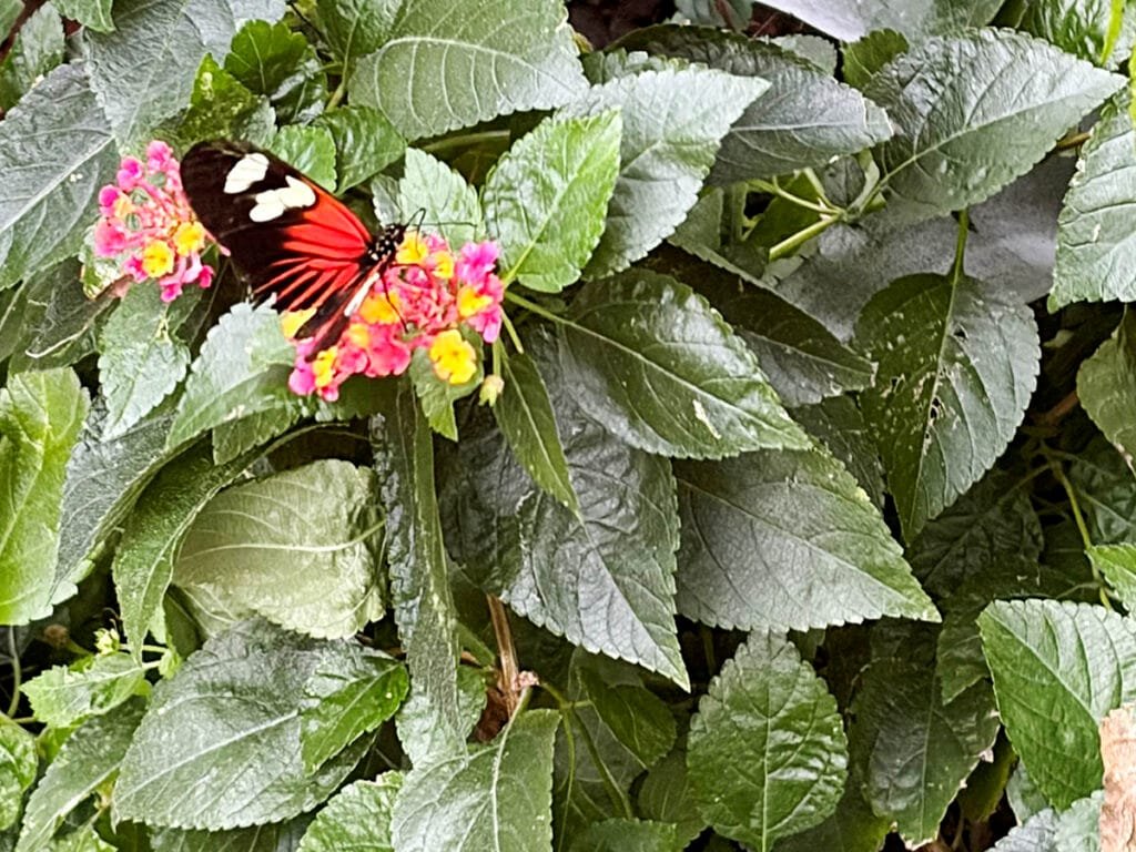 Explore the Butterfly Center with the free day pass that comes with your Fantasy in Lights ticket | atlantaandbeyond.com