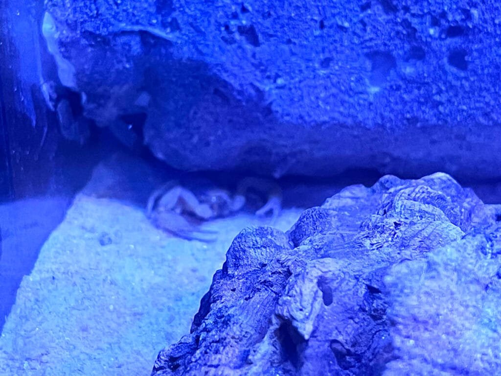 Explore the Callaway Crawlesum inside the Discover Center with the free day pass that comes with your Fantasy in Lights ticket | atlantaandbeyond.com