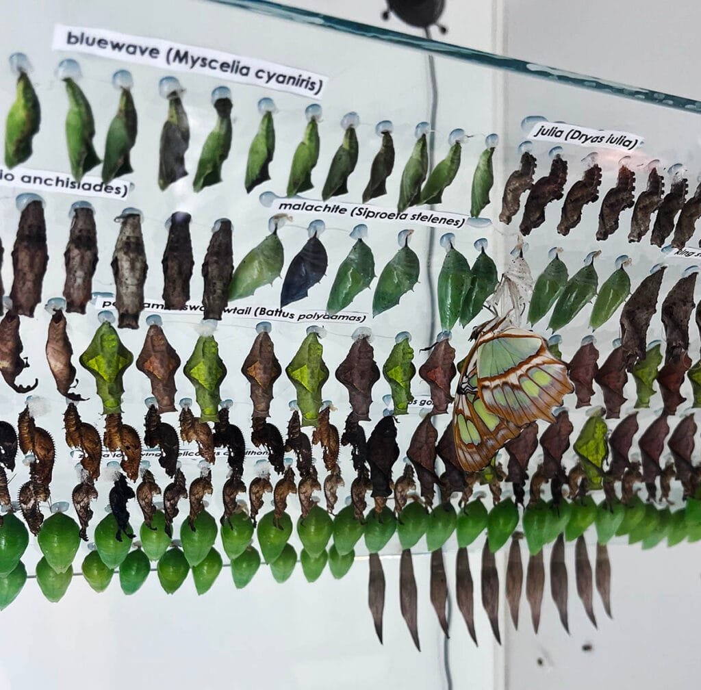 Explore the Butterfly Center with the free day pass that comes with your Fantasy in Lights ticket | atlantaandbeyond.com