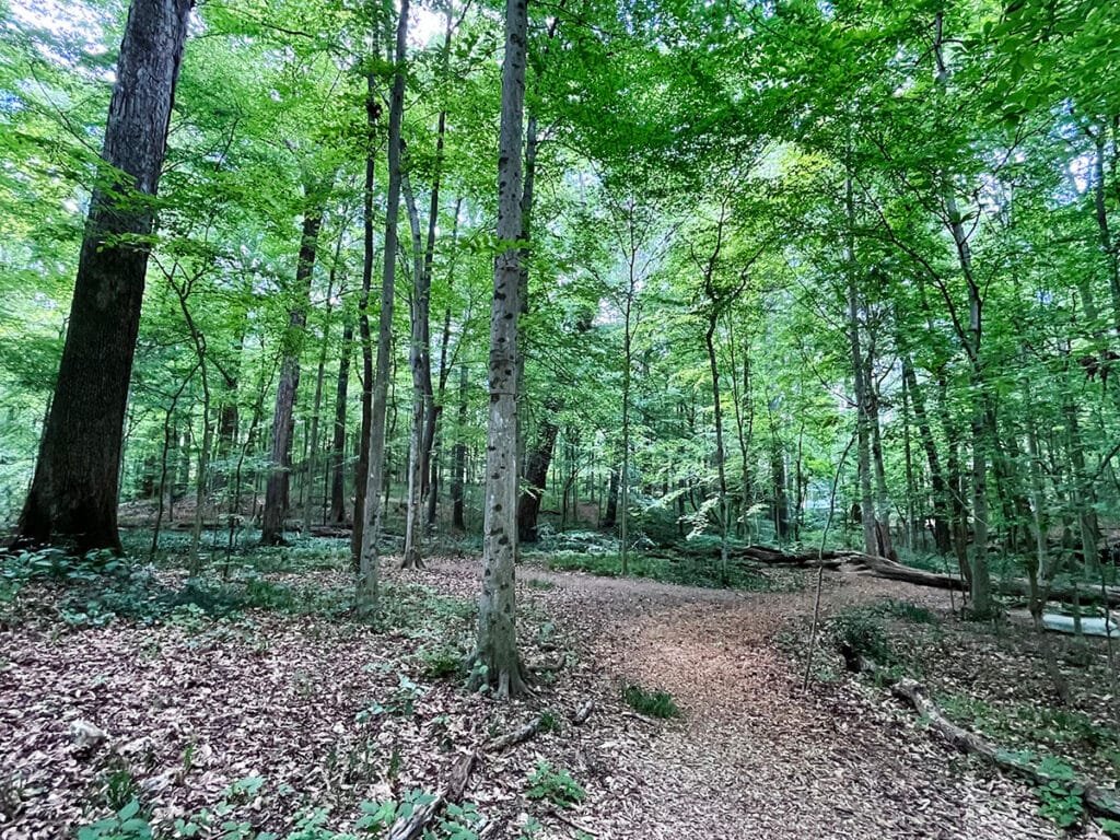 Trails in Frazer Forest | atlantaandbeyond.com