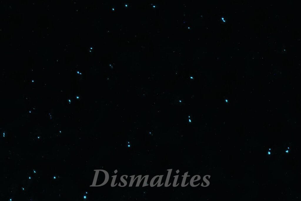 Dismals Canyon Glow Worms courtesy of Dismals Canyon Facebook Page